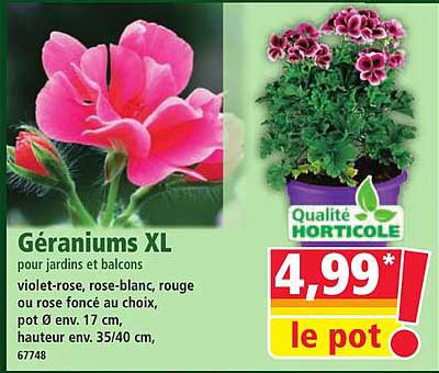 Géraniums XL pour jardins et balcons
