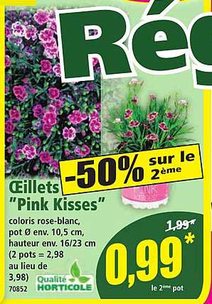Œillets "Pink Kisses"