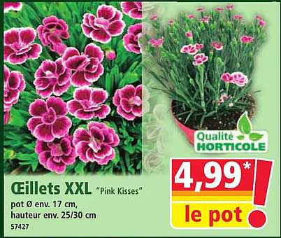 Œillets XXL "Pink Kisses"