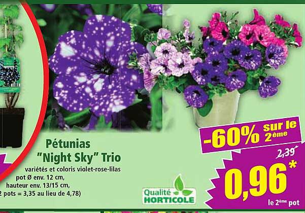 Pétunias "Night Sky" Trio