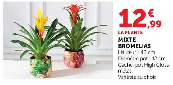LA PLANTE MIXTE BROMELIAS
