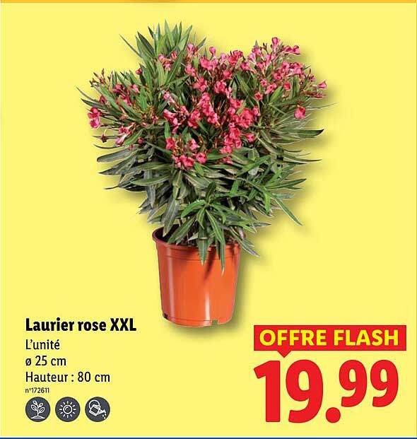 Sitemapcdatahttpmixel Thicoipeinfolaurier Rose Lidlnull