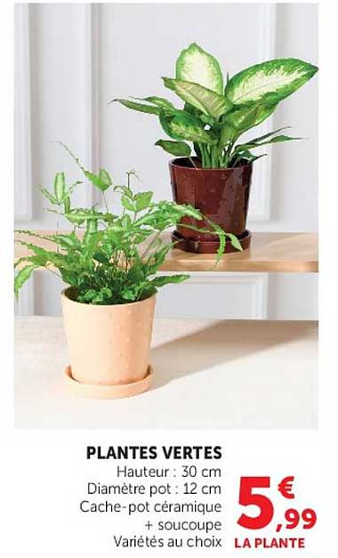 PLANTES VERTES