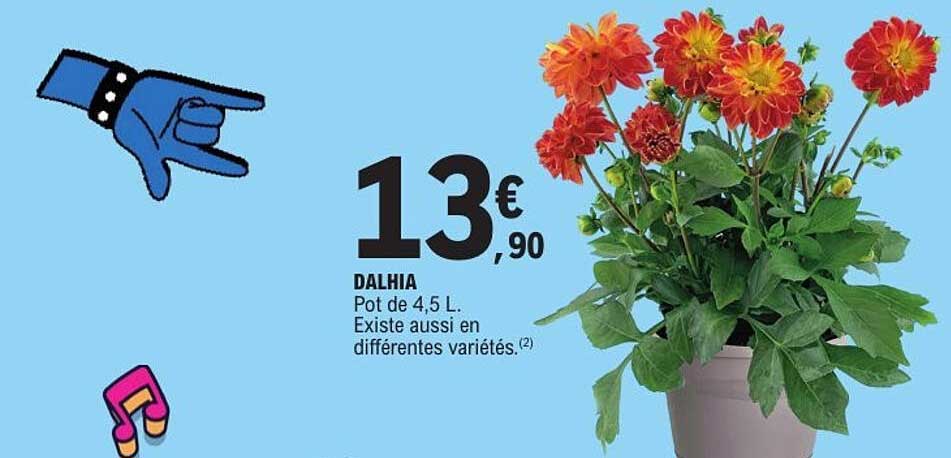 DALHIA