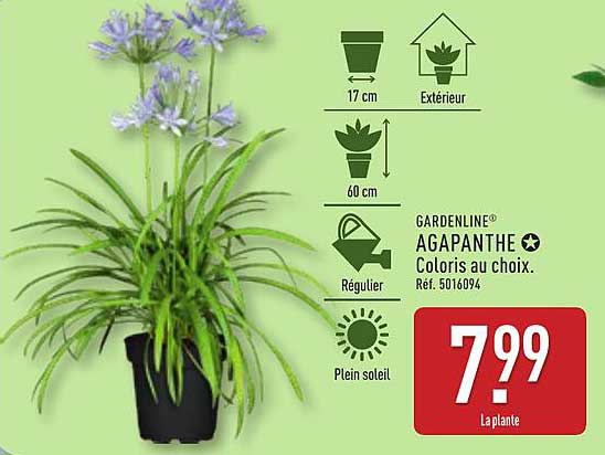 AGAPANTHE Coloris au choix.