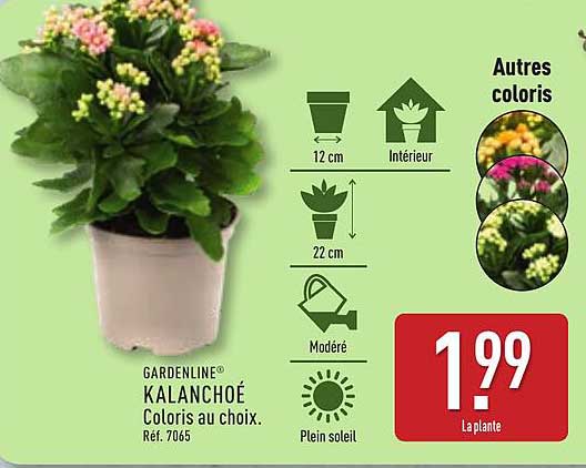 GARDENLINE® KALANCHOÉ Coloris au choix.