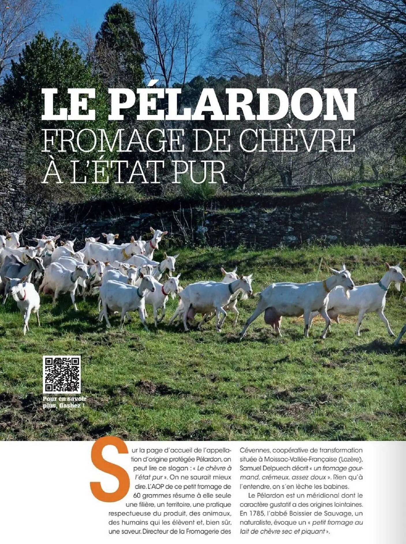 LE PÉLARDON FROMAGE DE CHÈVRE À L'ÉTAT PUR