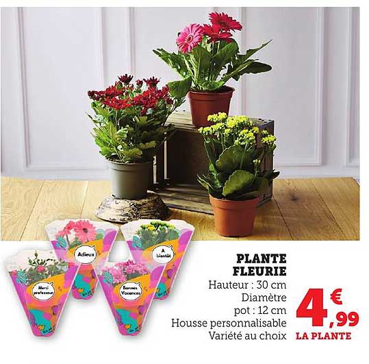 PLANTE FLEURIE