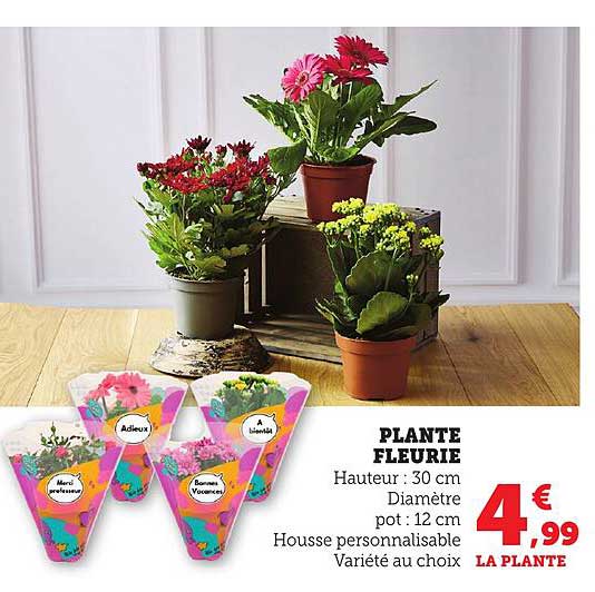 PLANTE FLEURIE
