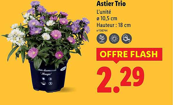 Astier Trio