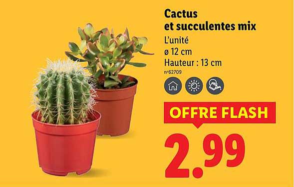 Cactus et succulentes mix
