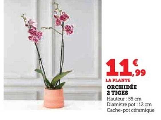 ORCHIDÉE 2 TIGES