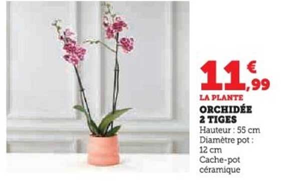 ORCHIDÉE 2 TIGES