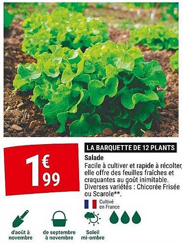 LA BARQUETTE DE 12 PLANTS