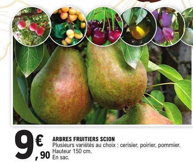 ARBRÉS FRUITIERS SCION