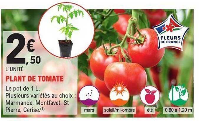 Sitemapcdatahttpsapp2kedriinfoprix Plant De Tomate Leclercnull