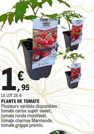 Sitemapcdatahttpsmobelinfbizidprix Plant De Tomate Leclerc