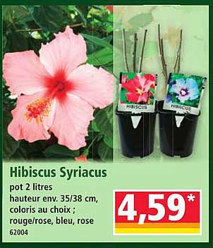 Hibiscus Syriacus