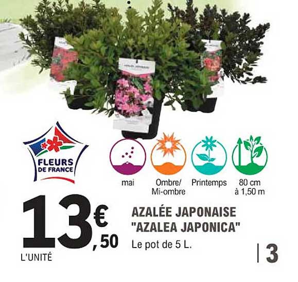AZALÉE JAPONAISE "AZALEA JAPONICA"