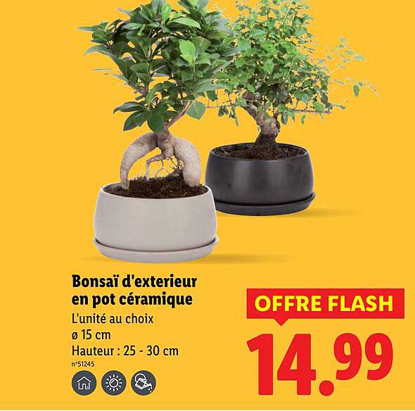 Bonsaï d'extérieur en pot céramique