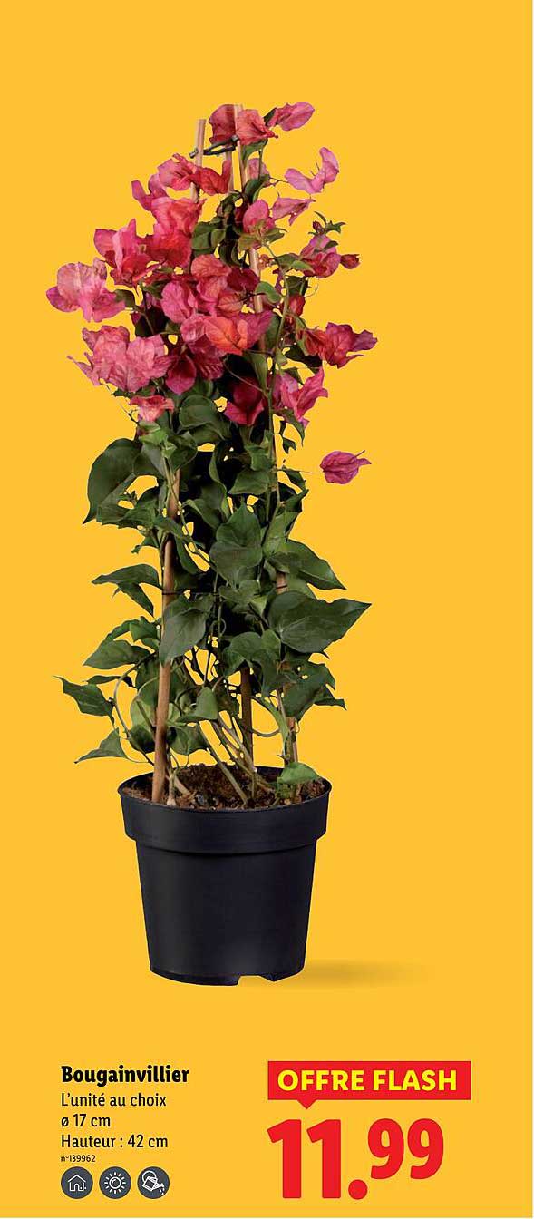 Bougainvillier L’unité au choix
