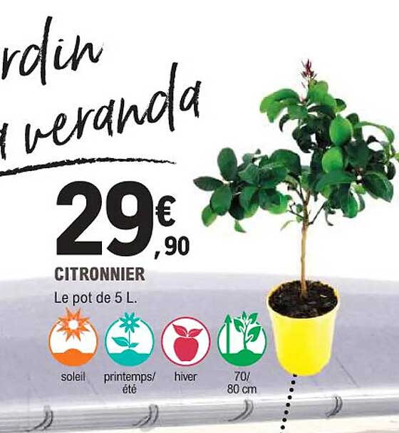 CITRONNIER Le pot de 5 L.