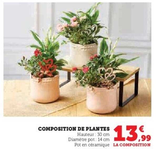 COMPOSITION DE PLANTES