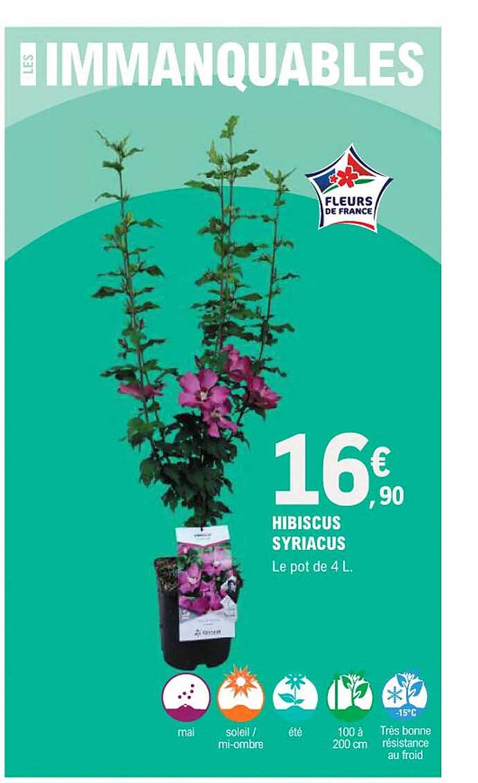 HIBISCUS SYRIACUS Le pot de 4 L.