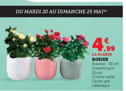 LA PLANTE ROSIER