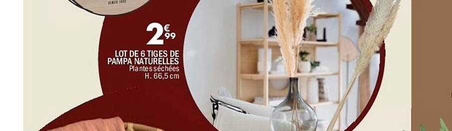 LOT DE 6 TIGES DE PAMPA NATURELLES