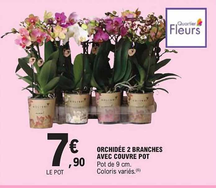 ORCHIDÉE 2 BRANCHES AVEC COUVERTE POT
