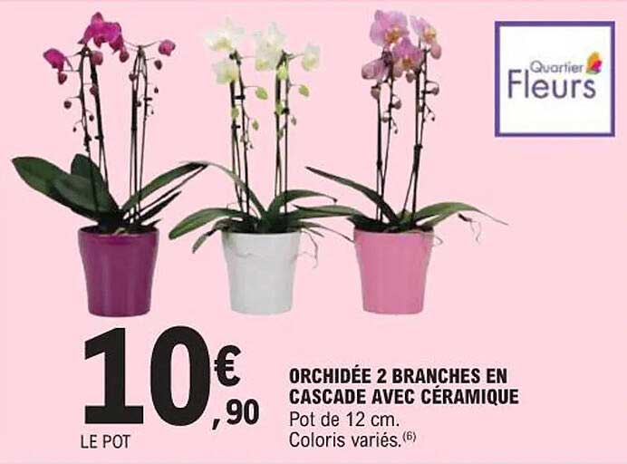 ORCHIDÉE 2 BRANCHES EN CASCADE AVEC CÉRAMIQUE