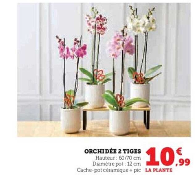 ORCHIDÉE 2 TIGES