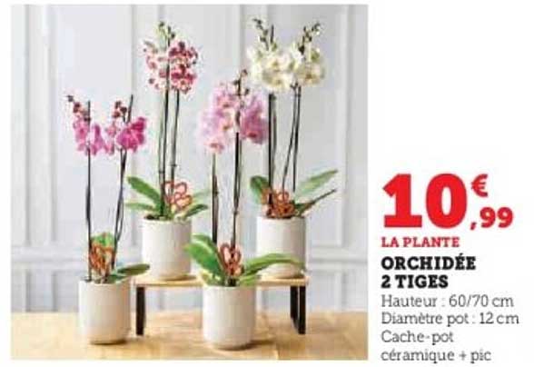 ORCHIDÉE 2 TIGES