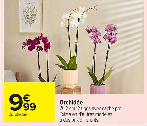 Orchidée