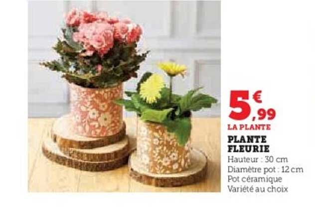 PLANTE FLEURIE