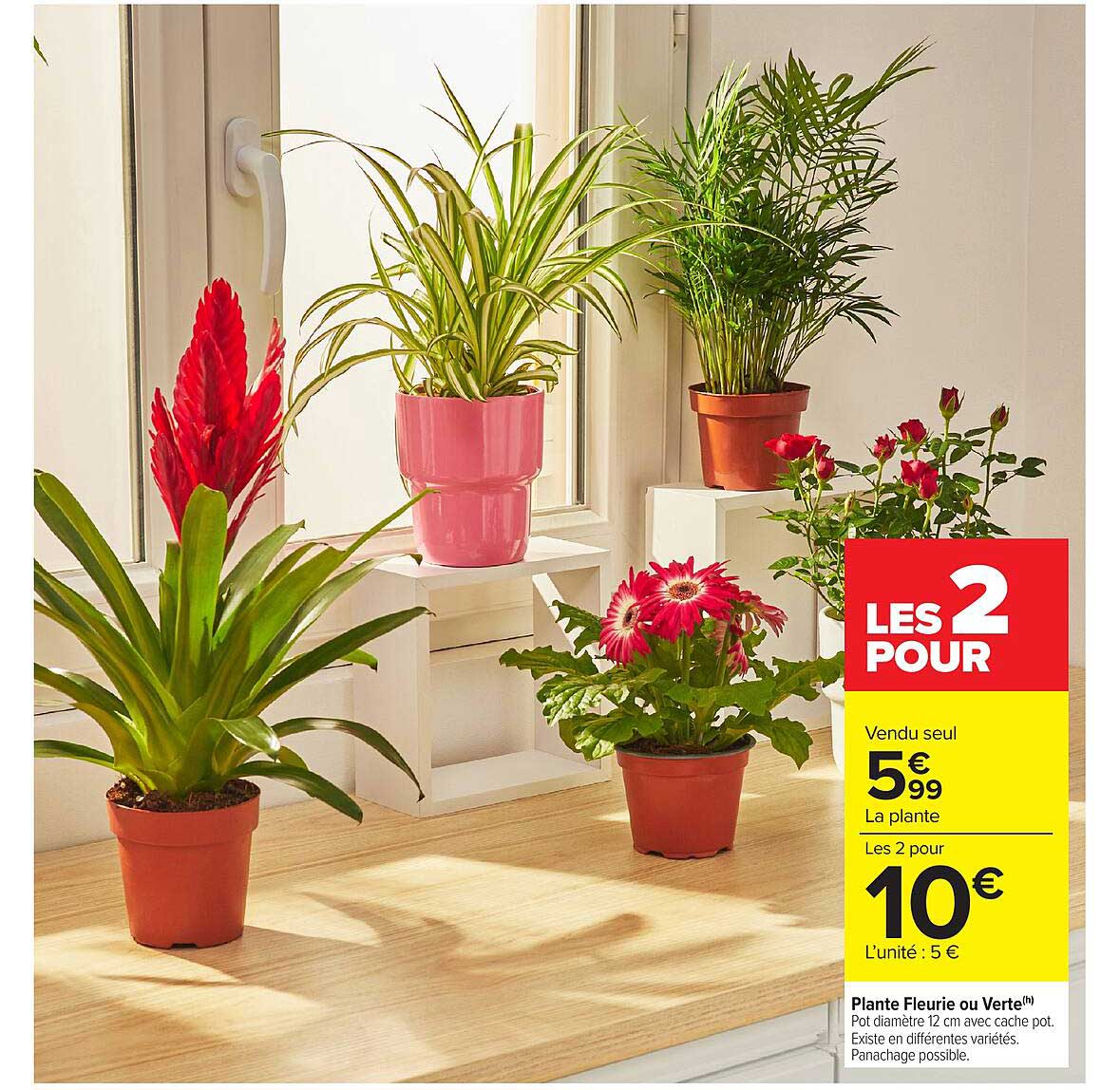 Plante Fleurie ou Verte™ - Les 2 pour 10€