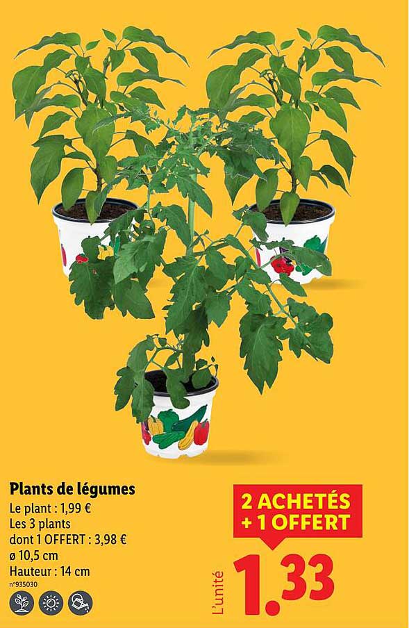 Plants de légumes