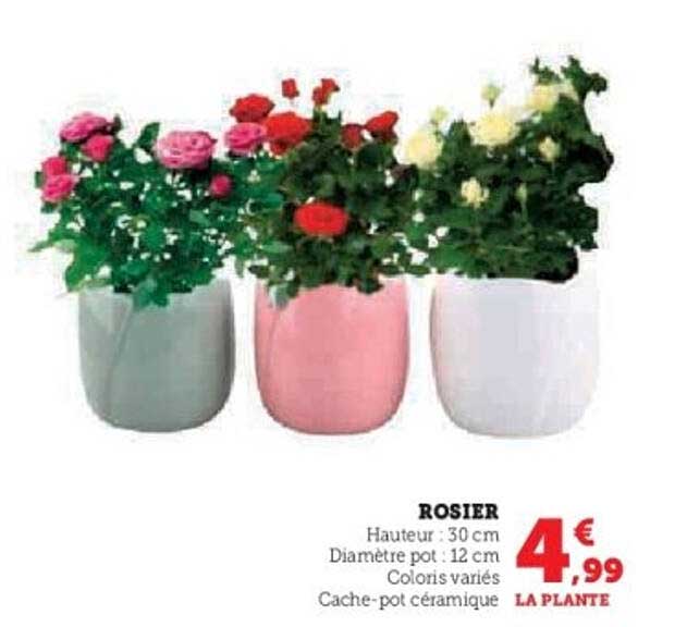 ROSIER