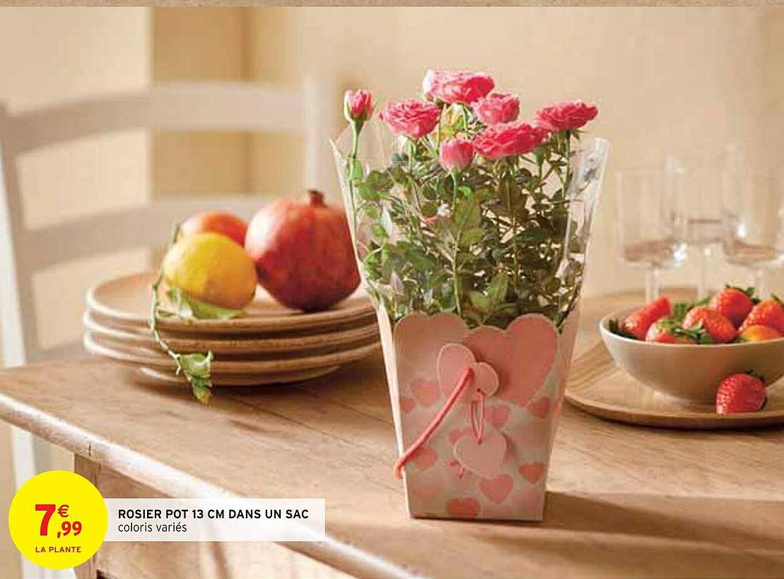 ROSIER POT 13 CM DANS UN SAC coloris variés