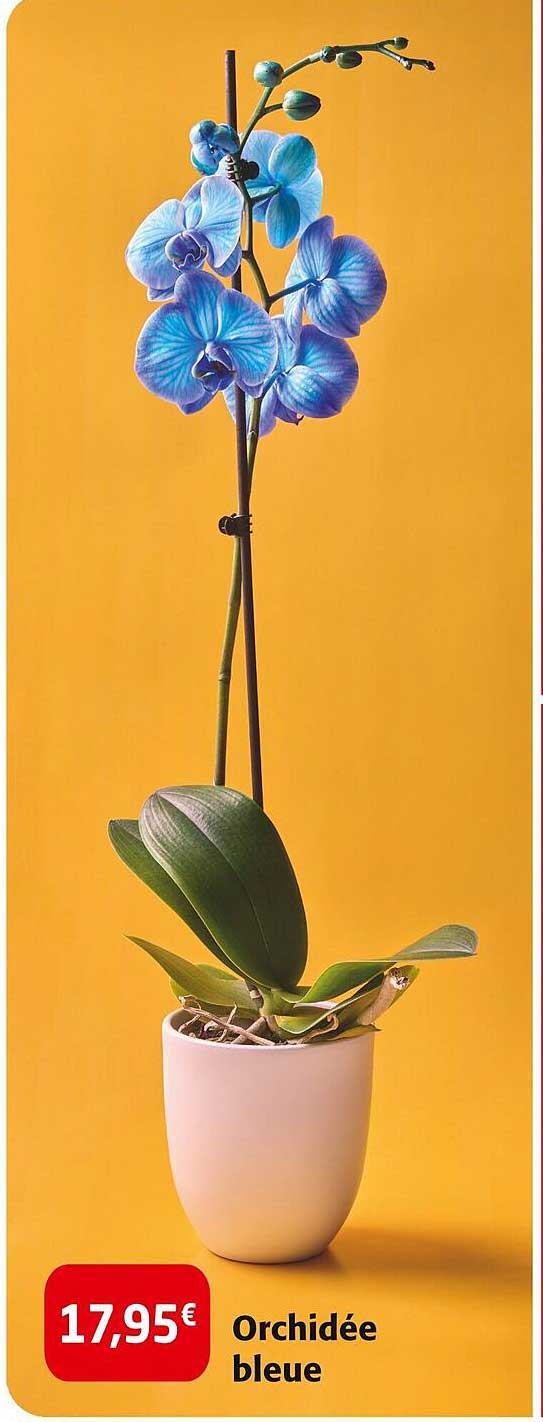 Orchidée bleue