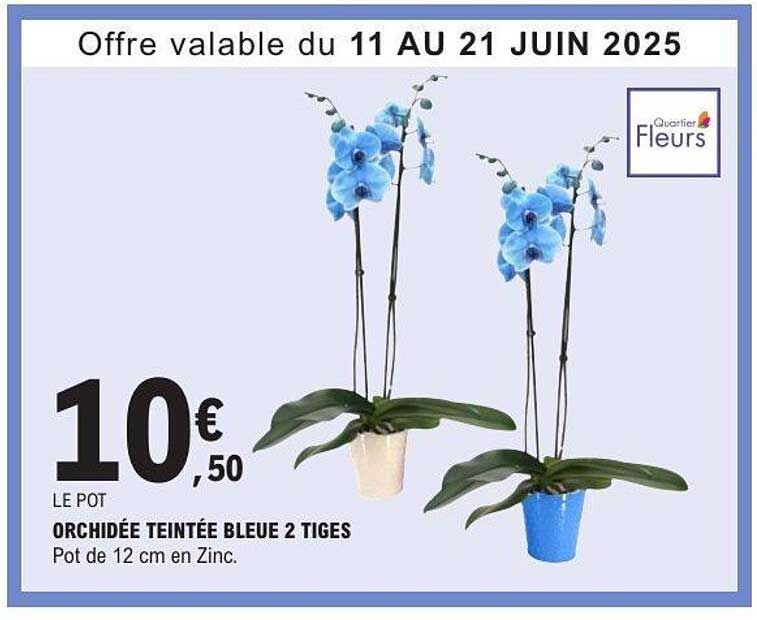 ORCHIDÉE TEINTÉE BLEUE 2 TIGES