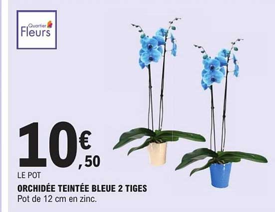 ORCHIDÉE TEINTÉE BLEUE 2 TIGES