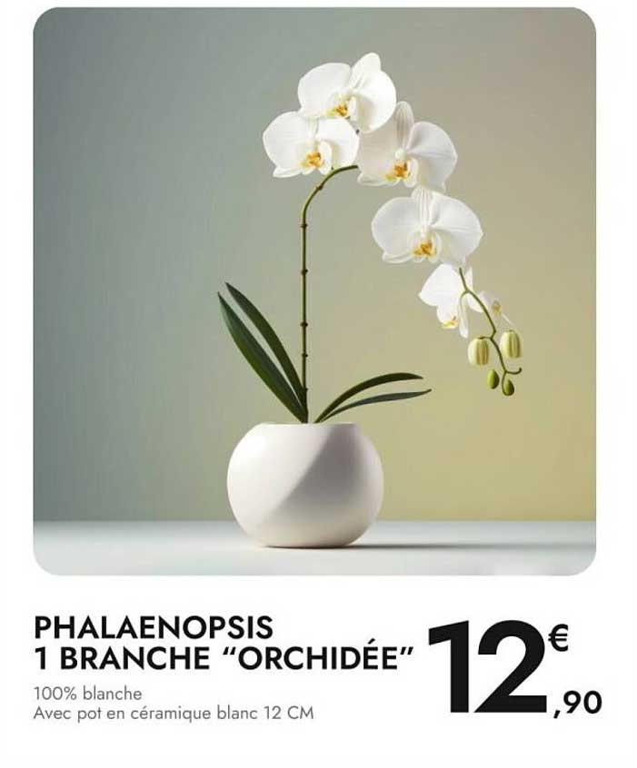 PHALAENOPSIS 1 BRANCHE "ORCHIDÉE"