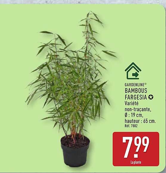 GARDENLINE® BAMBOUS FARGESIA