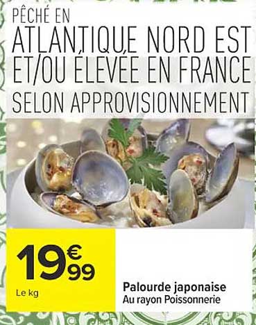 Palourde japonaise