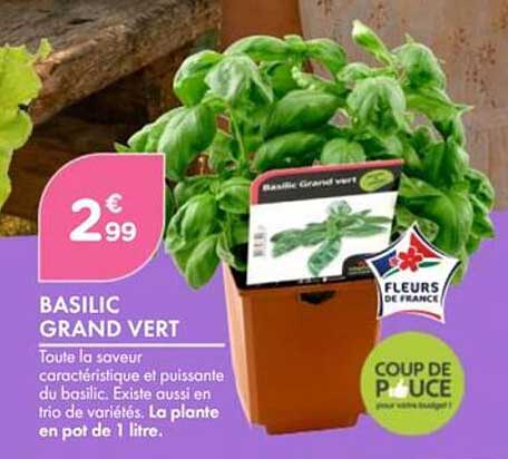 BASILIC GRAND VERT