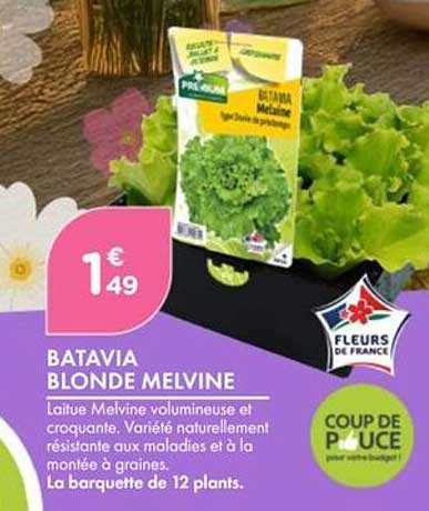 BATAVIA BLONDE MELVINE