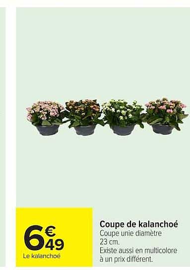 Coupe de kalanchoé