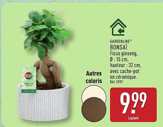 GARDENLINE BONSAI Ficus ginseng, Ø : 15 cm, hauteur : 32 cm, avec cache-pot en céramique. Réf. 5997